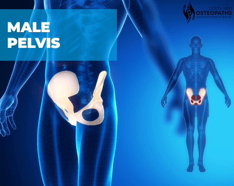 3D medical illustration of the male pelvis, highlighting pelvic bones in white and yellow