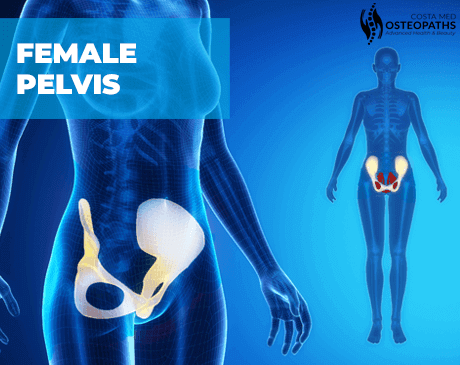 3D medical illustration of the female pelvis, highlighting pelvic bones in white and yellow