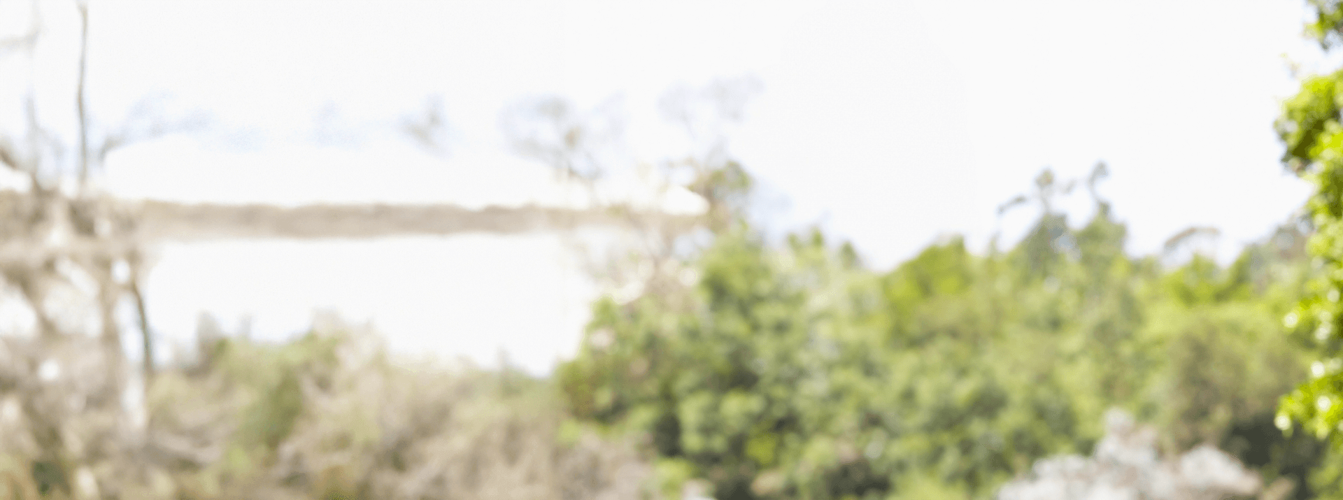 Natural soft-focus background with greenery and light for wellness-themed imagery
